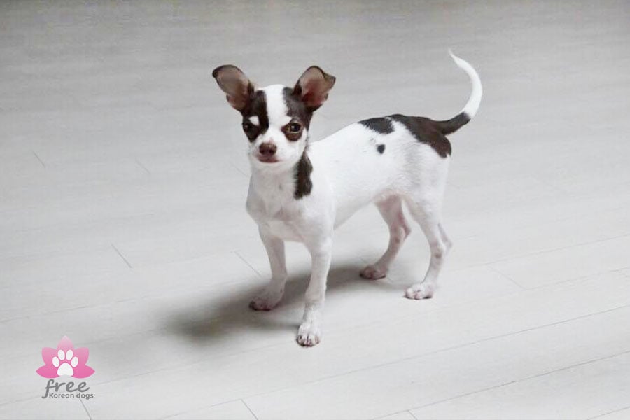 Chichi is a Small Male Chihuahua Korean rescue dog