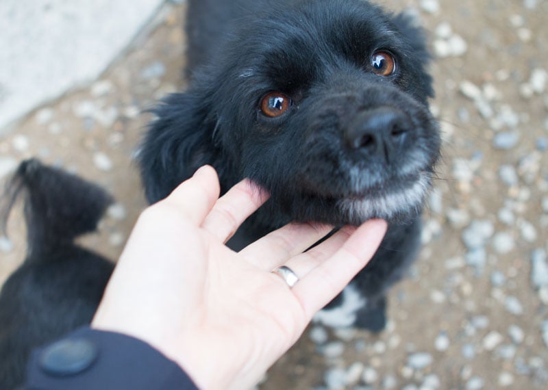 Poong-gak is a Small Male Jindo Mix Korean rescue dog