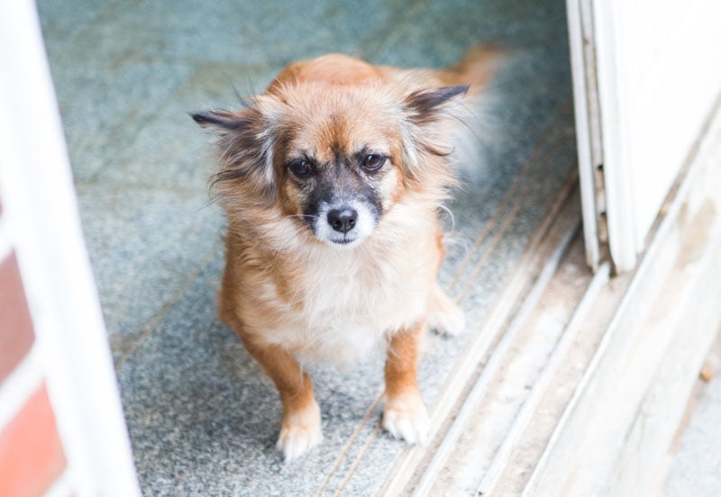 Kong is a Small Female Pomeranian mix Korean rescue dog