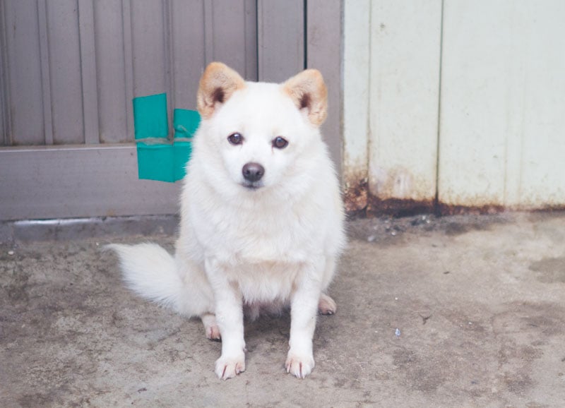 Salsal is a Small Female Pomeranian mix Korean rescue dog