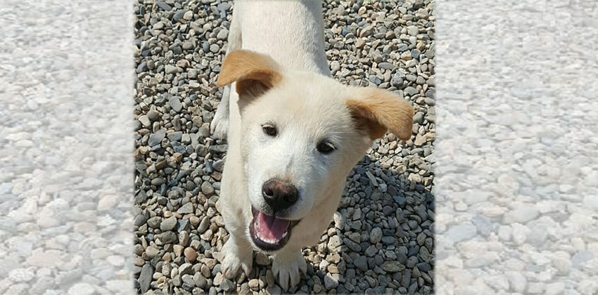 V is a Medium Male Jindo Mix Korean rescue dog