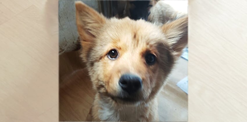 Woly is a Small Female Jindo Mix Korean rescue dog