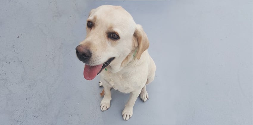 Yellow is a Large Female Labrador mix Korean rescue dog