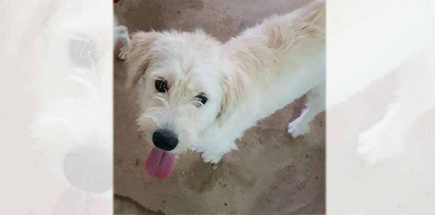 Yona is a Medium Female Terrier mix Korean rescue dog