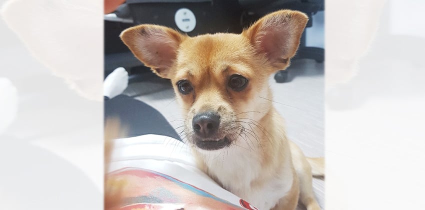Yeoni is a Small Female Chihuahua mix Korean rescue dog